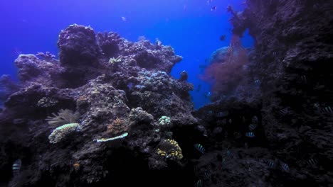 Hermosa-Toma-Submarina-De-Un-Arrecife-De-Coral-Con-Un-Ambiente-Próspero-De-Peces-Exóticos