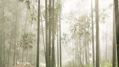 tranquil bamboo forest in fog