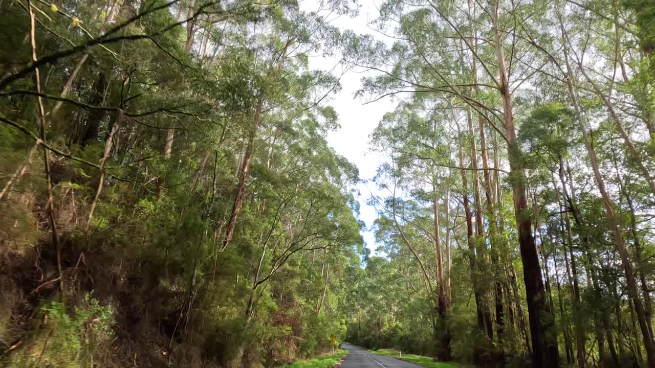 휘어지는 도로 에서 유칼립투스 나무 를 가로질러 운전 하는 것