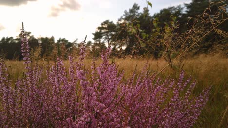 Blühende-Heide-Auf-Einem-Verschwommenen-Sonnenuntergangshintergrund