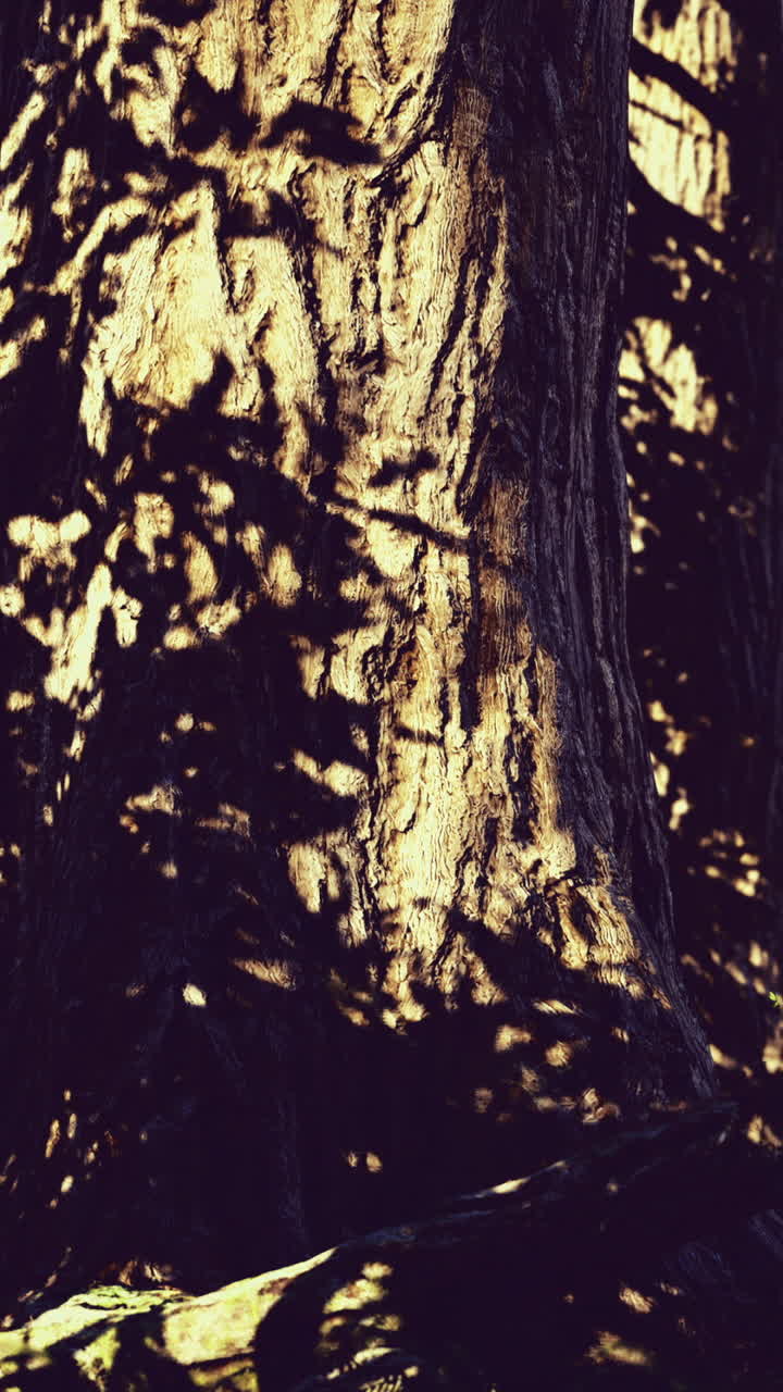 Dettagli della corteccia di un albero: tronco consumato con muschio e scanalature texturizzate