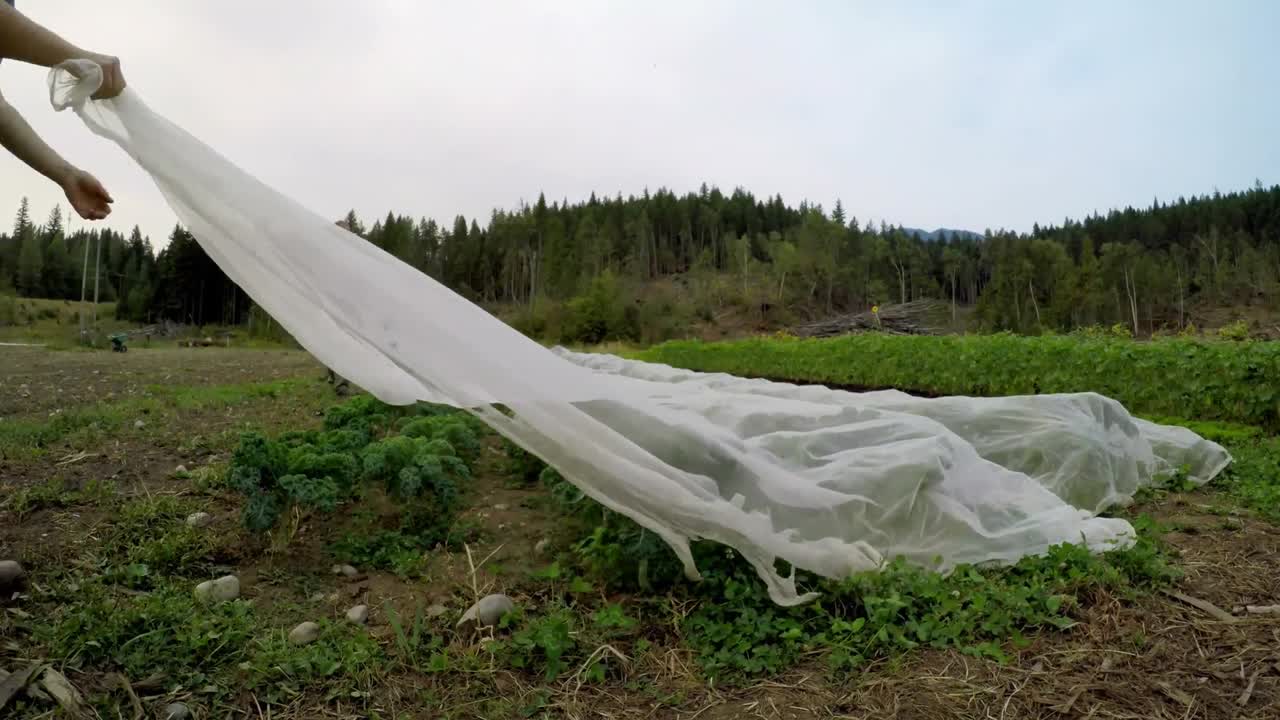 커버 4k를 가진 커버 플랜트  ⁇