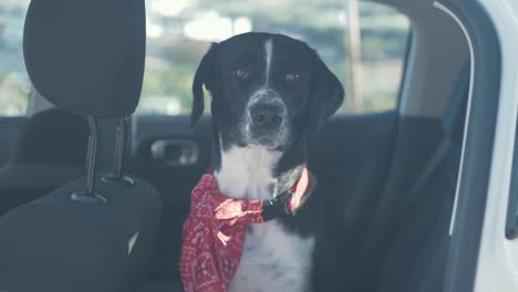 beautiful black labrador retriever dog sitting in car looking out