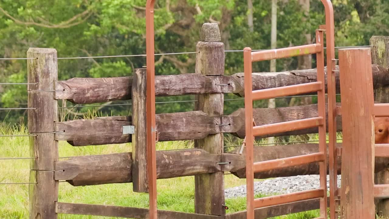 Tre giovani vitelli galoppano attraverso un cancello di legno aperto in un rigoglioso campo verde