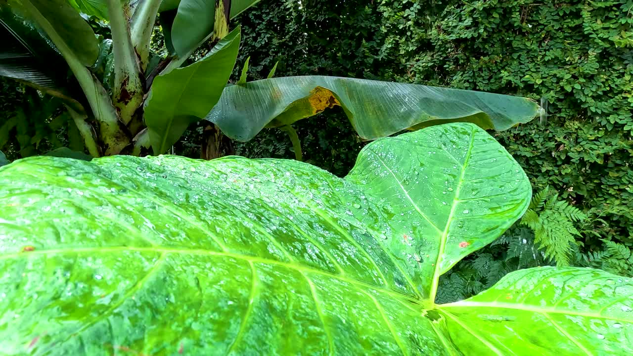 A large elephant ear leaf slowly drops downward in a vibrant, green tropical garden. Natural daylight highlights the leaf’s texture and movement