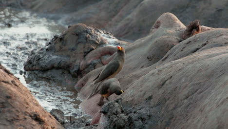 Cámara-Lenta-De-Dos-Bueyes-De-Pico-Amarillo-En-La-Cabeza-De-Hipopótamo-En-El-Barro,-Hipopótamo-Inmóvil,-Pájaros-Picoteando-Y-Saltando