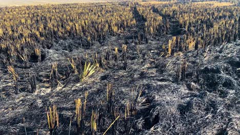 Farmers-burnt-remains-of-the-crop-in-the-filed
