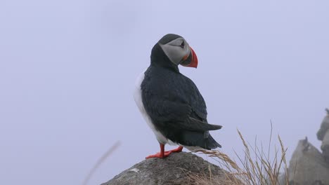 Papageitaucher-(Fratercula-Arctica),-Auf-Dem-Felsen-Auf-Der-Insel-Runde-(Norwegen).