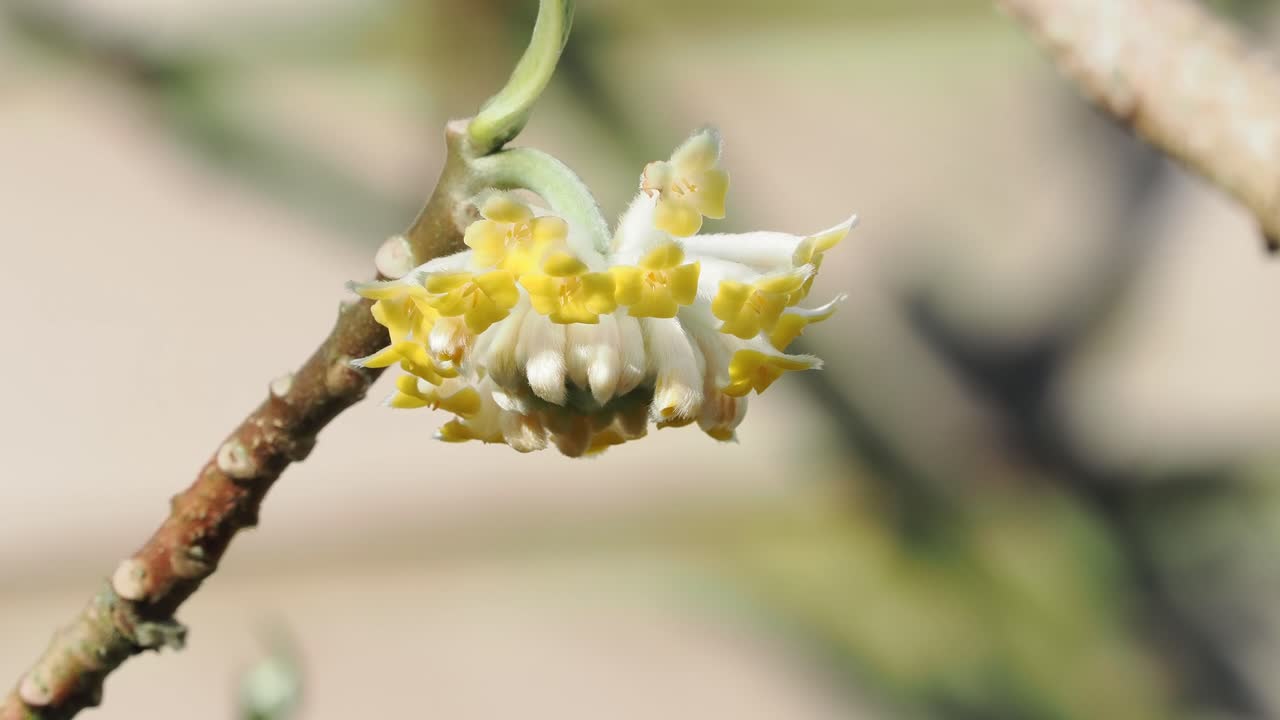 Semak Edgeworthia Chrysantha Grandiflora yang berbunga di musim semi