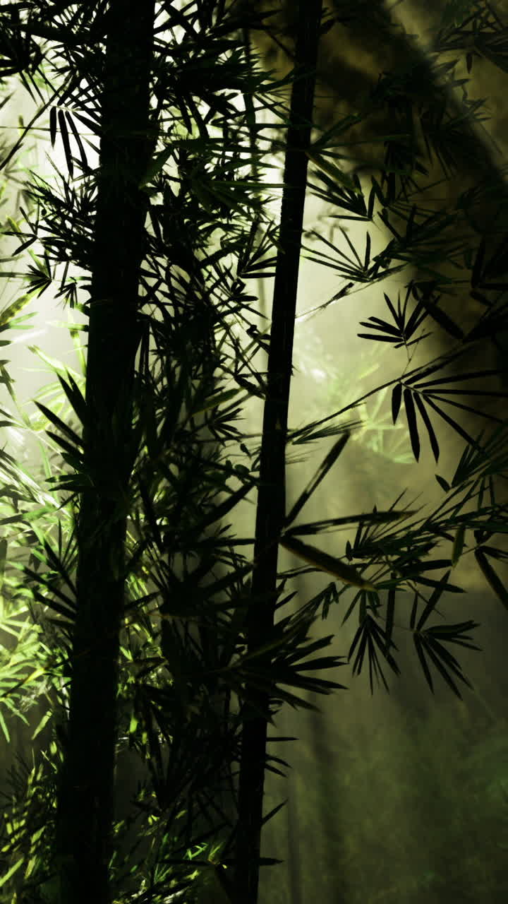 Luce che filtra attraverso il bambù in una foresta durante il giorno.
