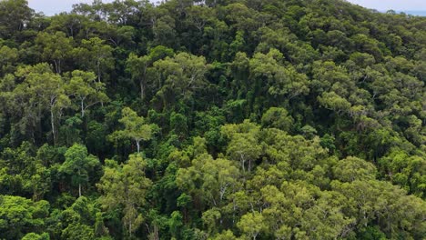 drone glides above dense rainforest canopy and sandy coastline, revealing vibrant green foliage, calm ocean, and overcast daylight. smooth, cinematic aerial movement