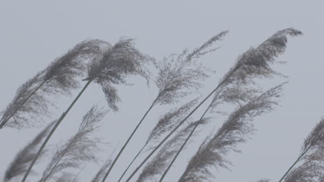 pequeñas plantas ligeras ondeando en el viento en cámara lenta con el cielo en el registro de fondo