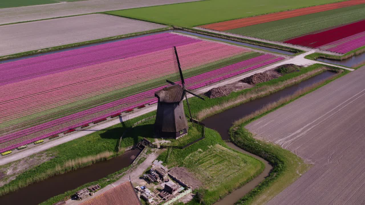 Vista aerea di Schermerhorn con tulipani, fiori, mulino a vento, che mostra un pacifico paesaggio rurale nei Paesi Bassi.