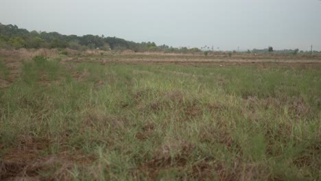 Un-Sereno-Campo-De-Hierba-Bajo-Un-Cielo-Nublado-Con-árboles-En-La-Distancia