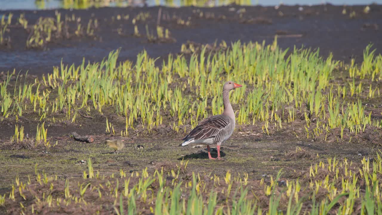 봄  ⁇ 이 사이에 서 있는 회색 거위, 거위 새끼가 돌아다니고 있다