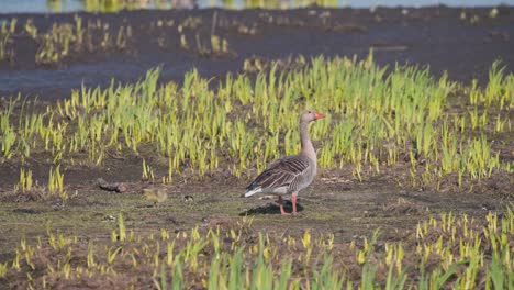 Greylag-goose-standing-between-spring-sprouts,-gosling-grazing-around