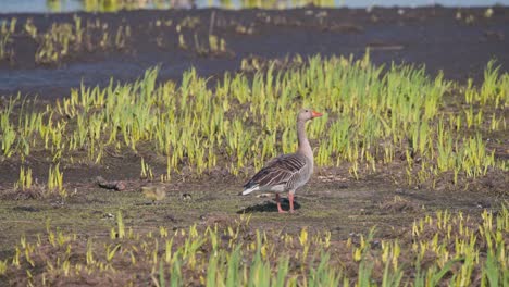 greylag goose standing between spring sprouts, gosling grazing around