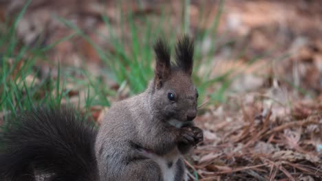 face of eurasian gray squirrel chewing and biting nut in spruce forest at sunset