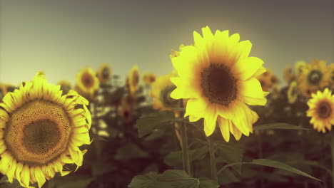 sunset over a sunflower field with vibrant blooms and green leaves