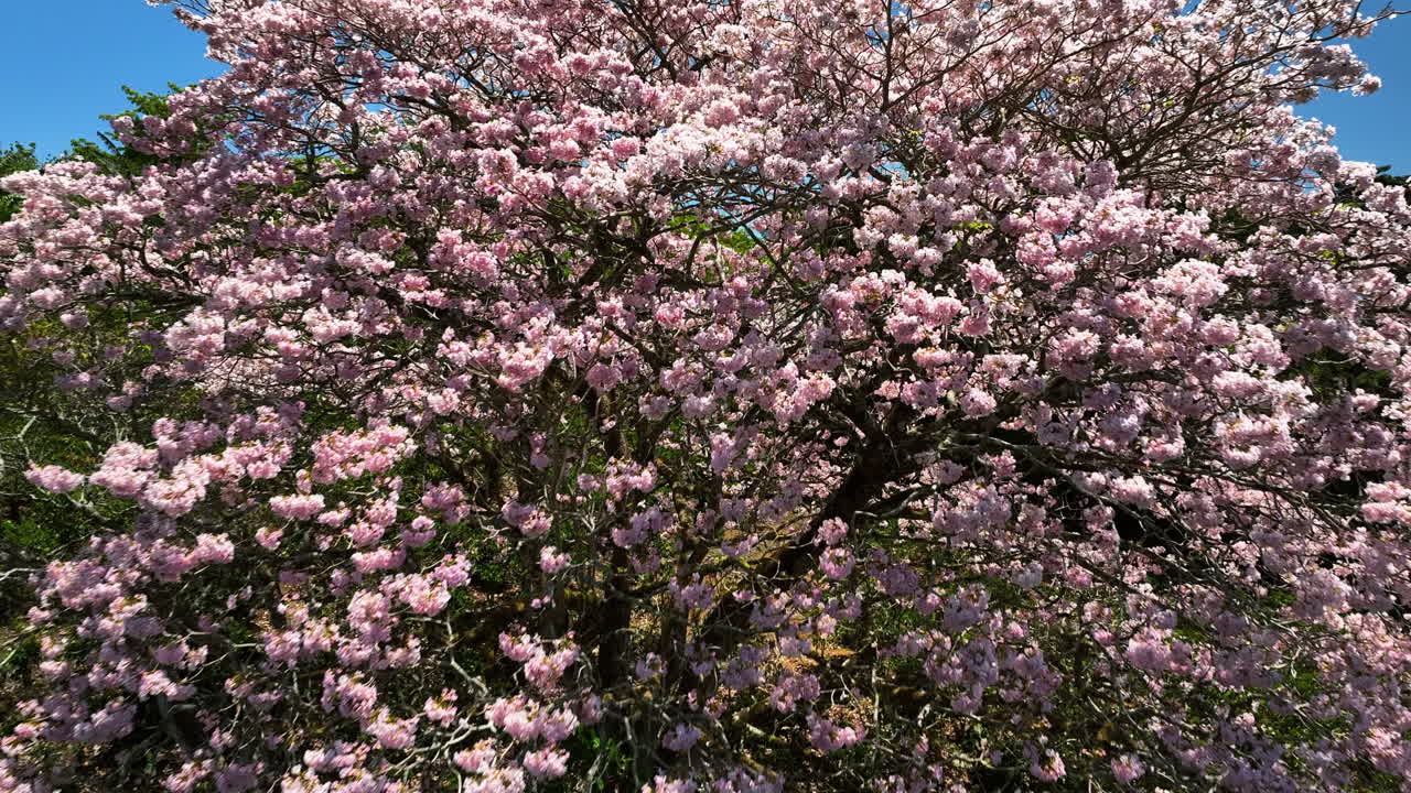 drone de primer plano de un rosa, los cerezos en flor, un día soleado en costa rica