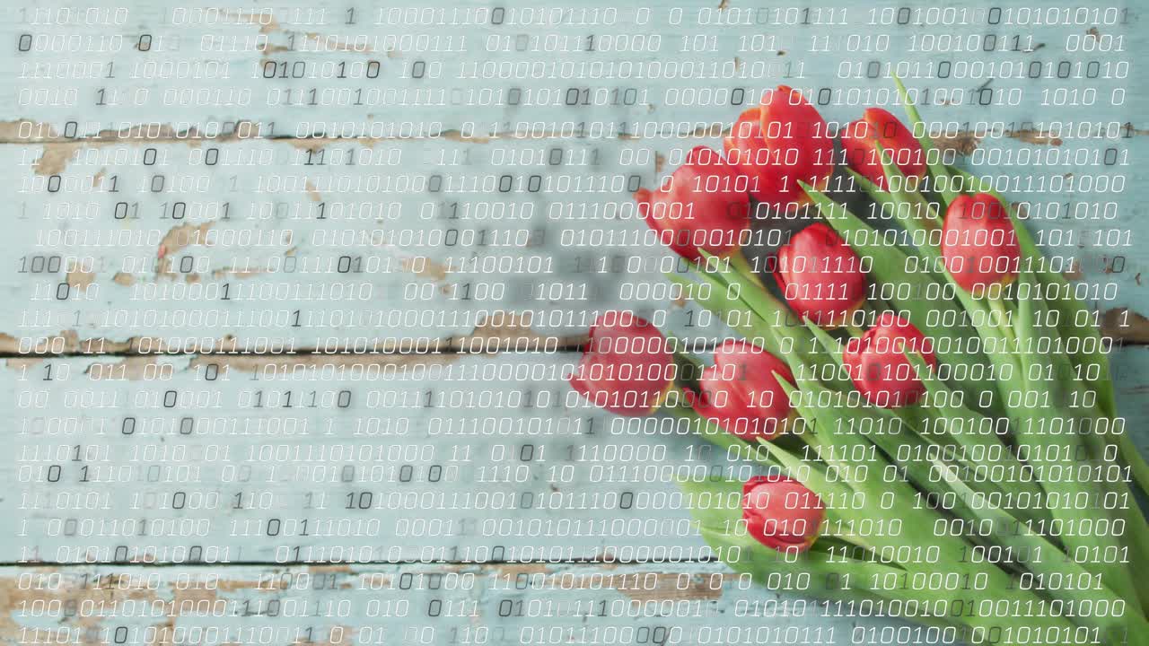 Setelah bingkai, digit biner muncul dan jatuh di atas buket tulip merah, membentuk hamparan digital