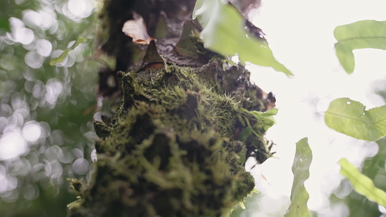 el aumento de la cámara lenta disparó un árbol cubierto de musgo en la selva tropical