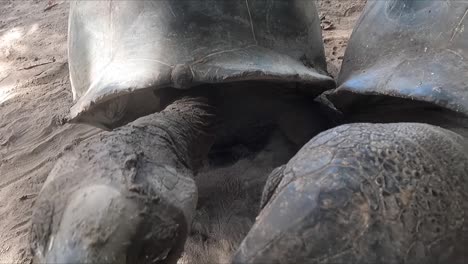 Dos-Tortugas-Gigantes-De-Aldabra-De-Seychelles-Comiendo-Hojas-En-La-Isla-De-Curieuse