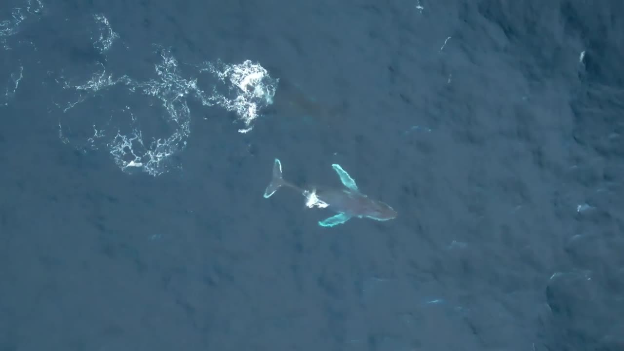 ballena mon y ternero durante la temporada de migración cerca de la costa de victoria, australia, toma aérea