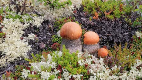 beautiful boletus edulis mushroom in arctic tundra moss. white mushroom in beautiful nature norway natural landscape. mushrooms season.