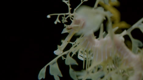 primer plano submarino de frondoso seadragon moviéndose lentamente en un fondo oscuro