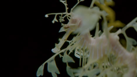 underwater close up of leafy seadragon moving slowly in dark background