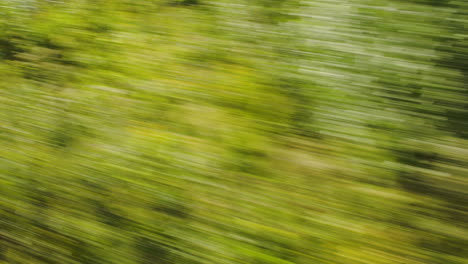 view of passing green trees from a high speed train