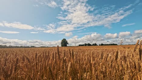 Summer-Timelapse-Moving-Clouds-Over-a-Field-of-Golden-Wheat-Before-Rain-Storm