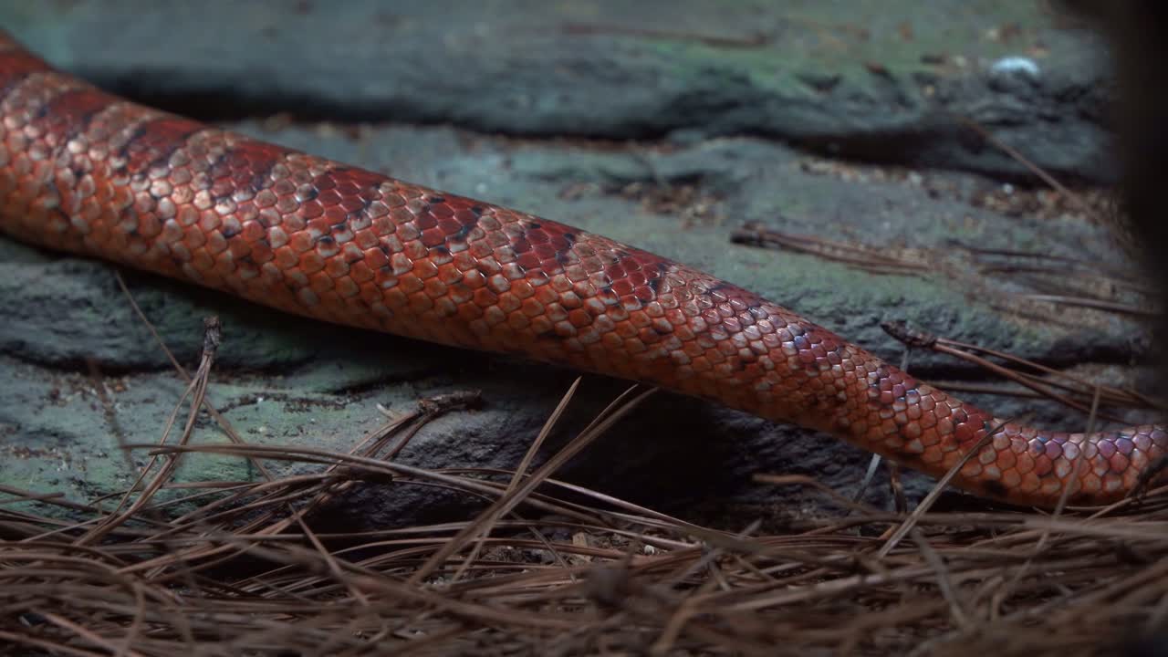 movimiento portátil de primer plano de una especie exótica de serpiente de maíz, pantherophis guttatus, locomoción serpentina, arrastrándose y deslizándose alrededor