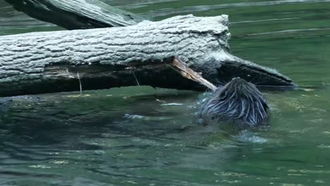 el castor salta al agua del río y arranca una gran pieza de corteza del árbol caído