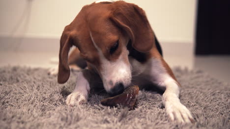 Beagle-nibbling-on-a-bone-filled-with-treats