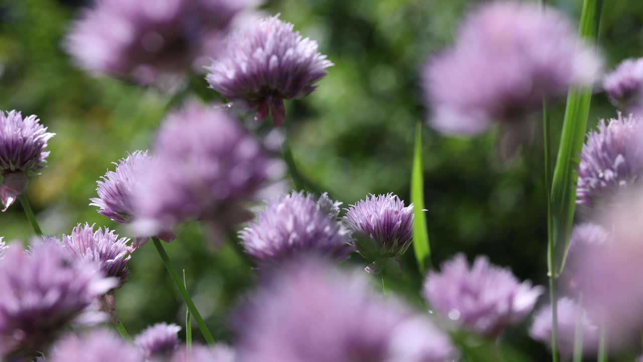 Close-up slow motion shot of purple flowers with delicate petals in soft focus, surrounded by green foliage and blurred foreground, capturing natural beauty and gentle movement