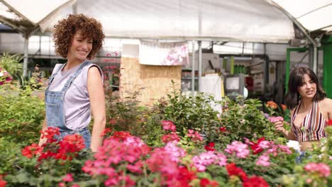 nursery workers showing red geraniums in greenhouse