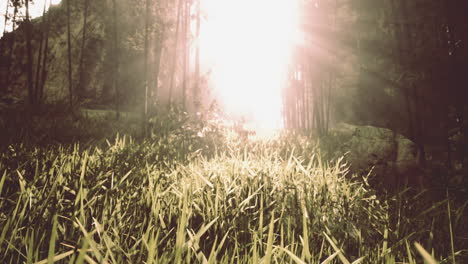 Green-bamboo-forest-in-the-morning-sunlight