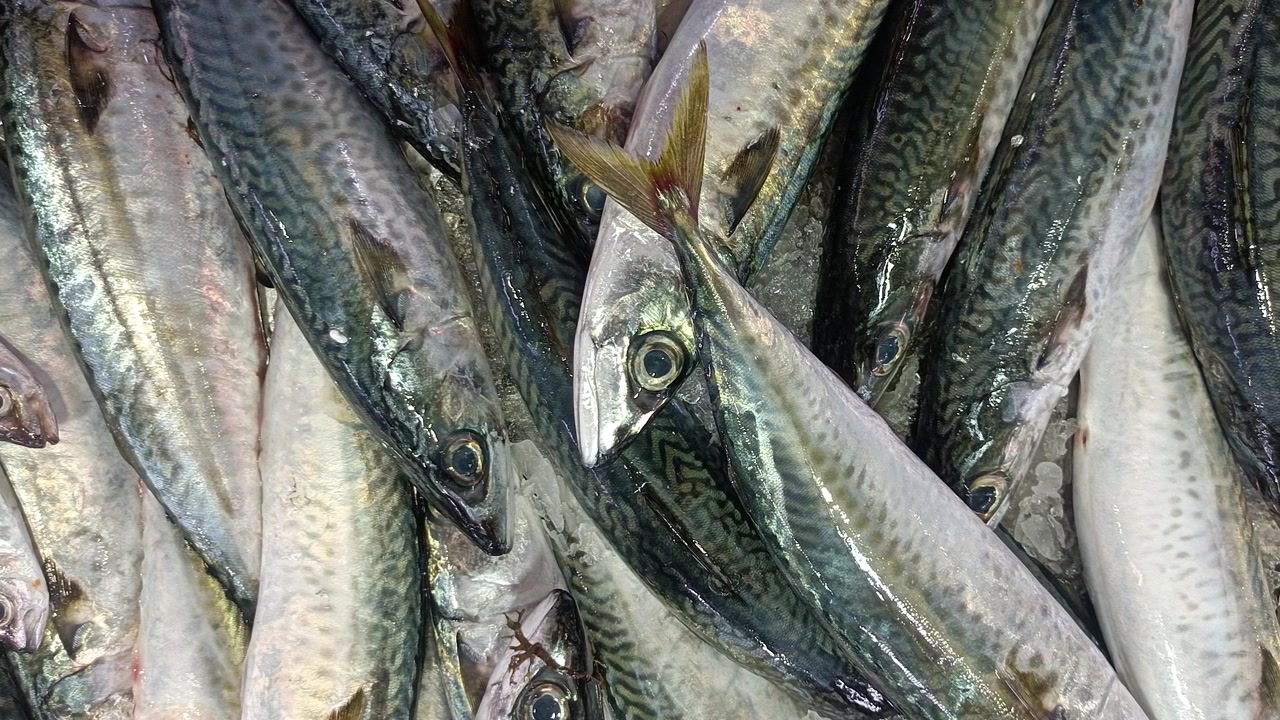 Frutos do mar frescos no mercado.