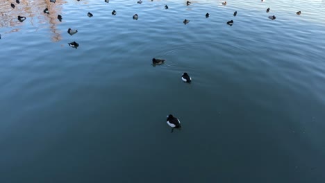 group of ducks floating peacefully by a dock