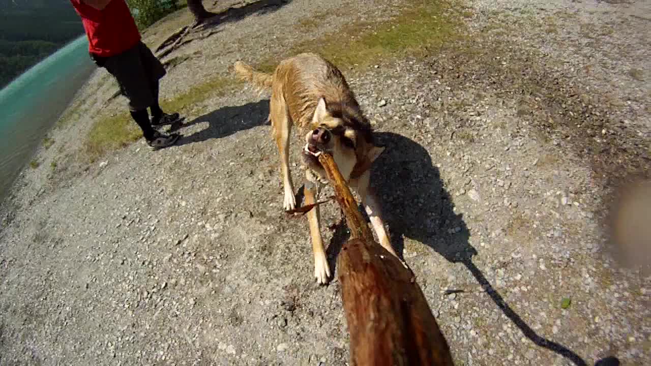 Cute Husky mix dog plays tug of war with a stick on a beautiful summer day beside a lake in Jasper Alberta Canada in Slow motion