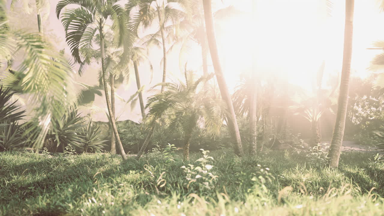 Sunlight filters through palm trees in a lush tropical paradise