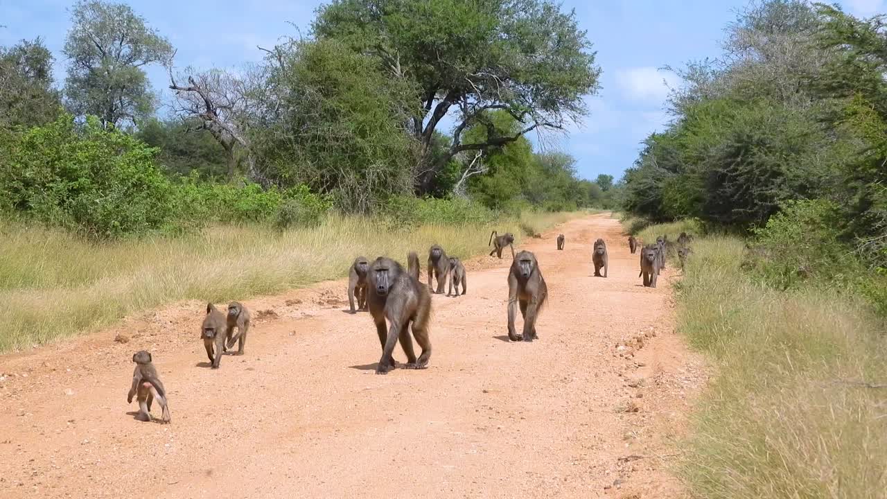 야생 사파리 환경에서 포획 된 잔잔한 초록색과 나무로 둘러싸인 길을 따라 이동하는 바위 그룹
