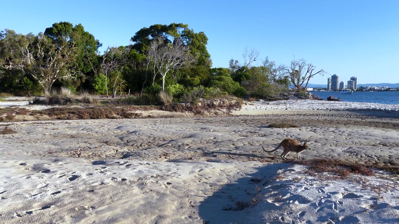 Un canguro salvaje salta a través de un paisaje costero arenoso en la Isla South Stradbroke, Australia.