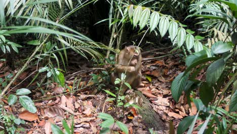 Protegido-Por-Normas-De-Conservación,-Santuario-De-Macacos-Coleta-Indonesia