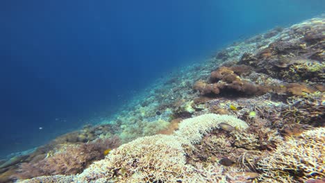 Una-Impresionante-Toma-Submarina-Con-La-Cámara-Moviéndose-Sobre-Un-Vibrante-Arrecife-De-Coral.