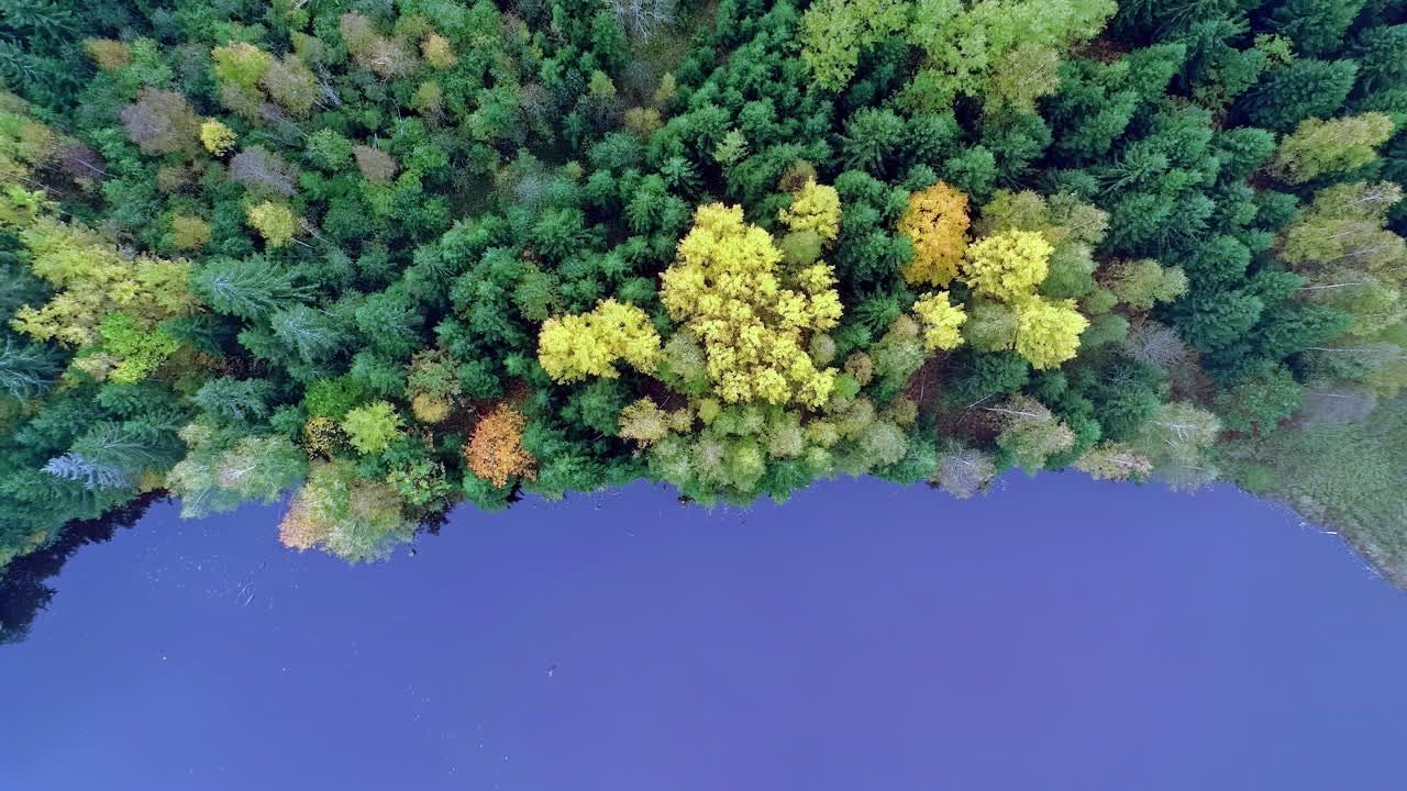 vista aérea de un bosque de coníferas con coloridos tonos de otoño en los árboles