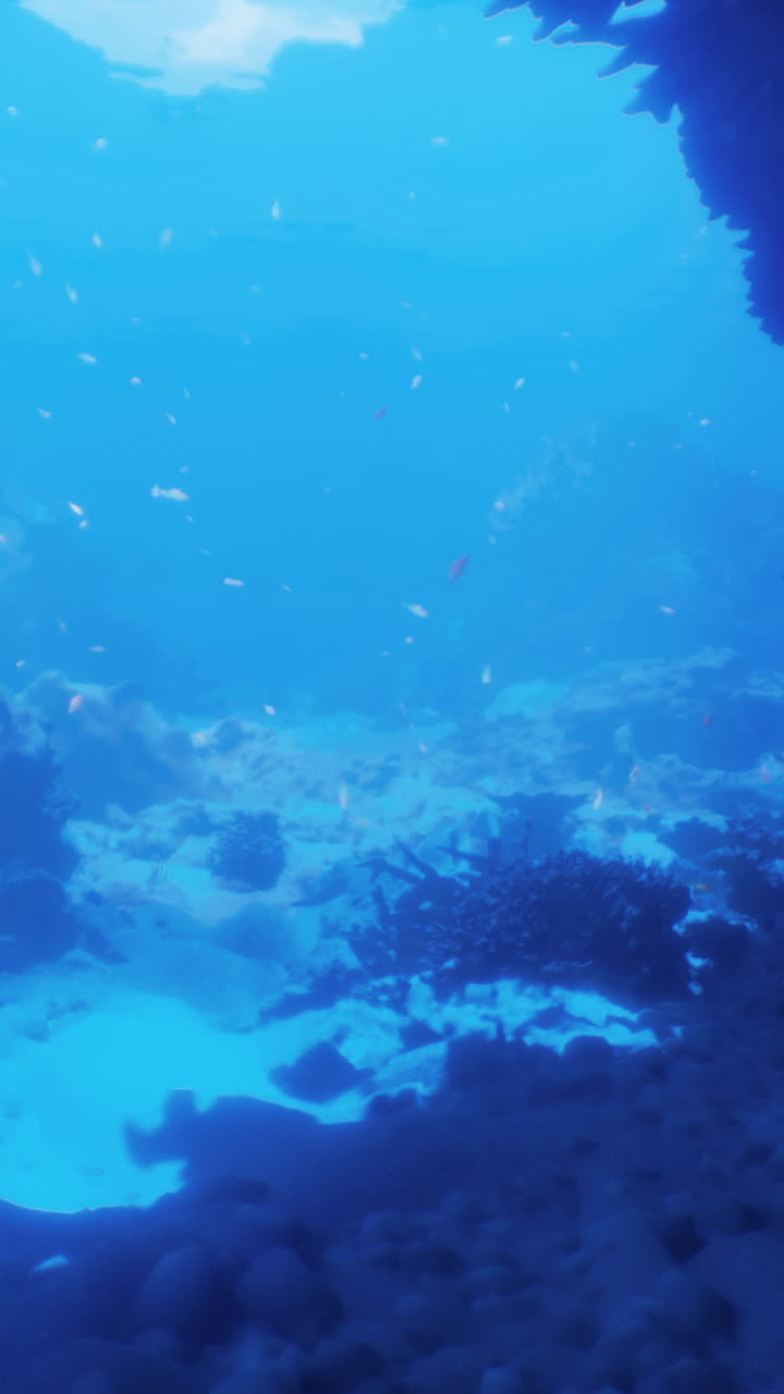 Underwater exploration in a vibrant coral reef habitat during daylight