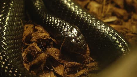 close up of a black timber rattlesnake in zoo habitat, resting reptile